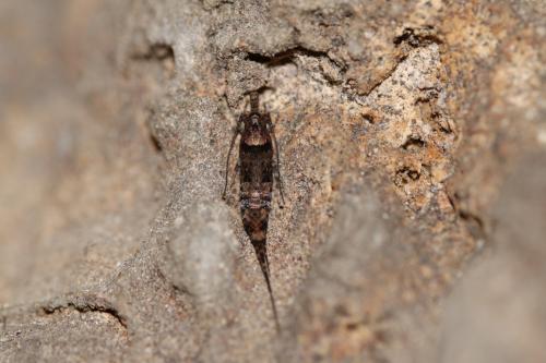 Réf. 246 999 : Trigoniophthalmus alternatus